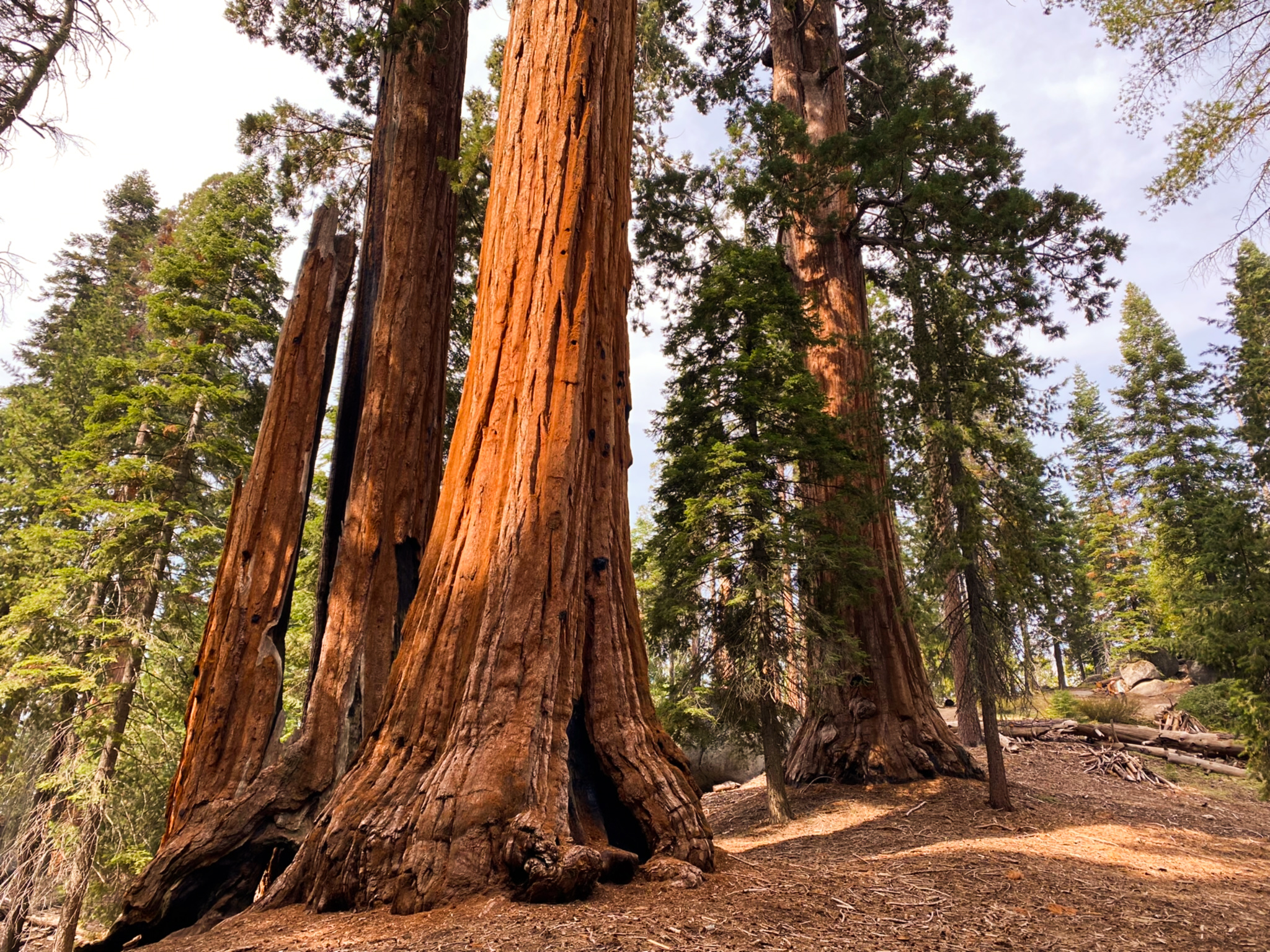 Sequoie lungo la Generals Highway