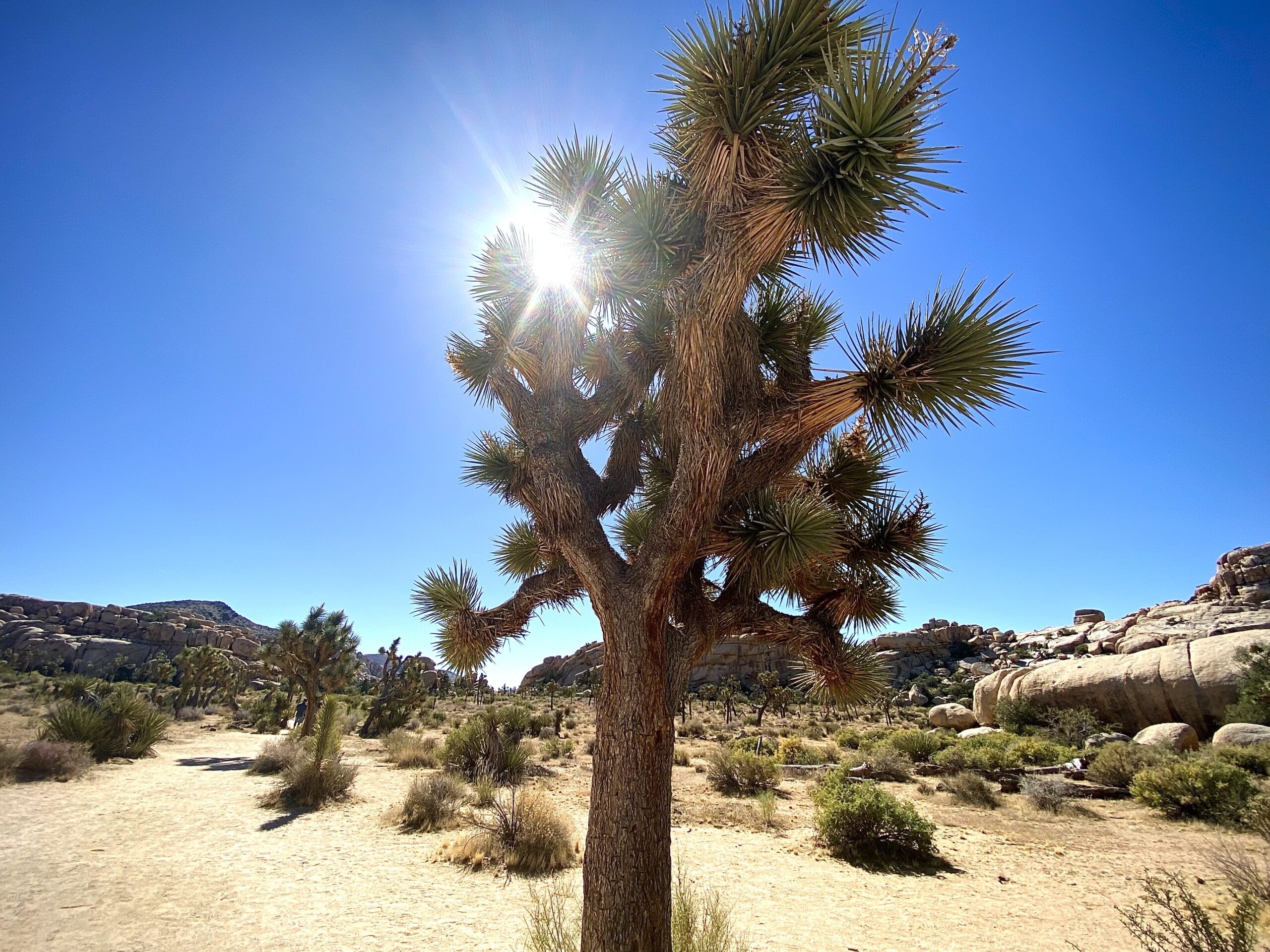 Joshua trees