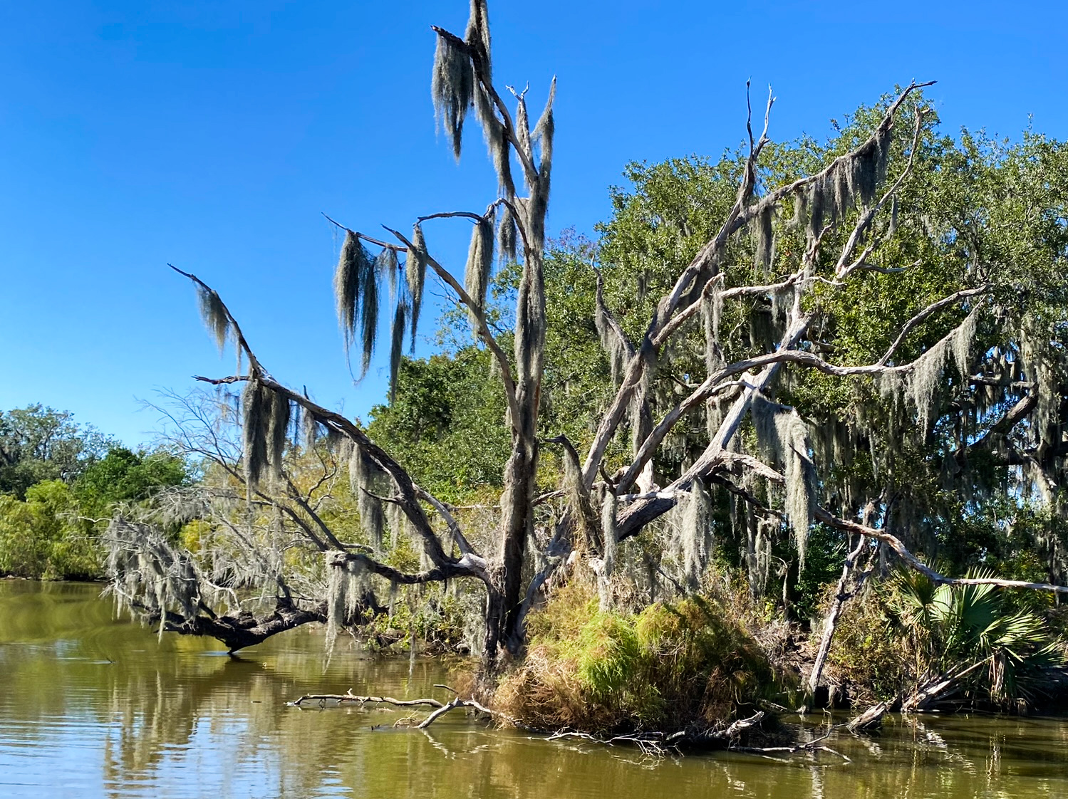 jean lafitte swamp