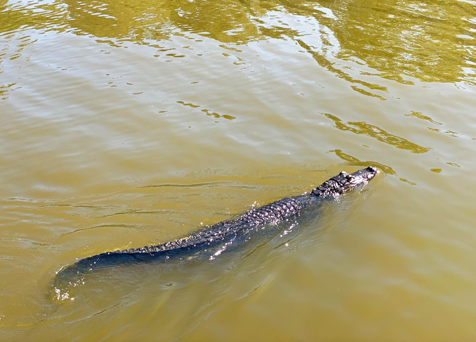 alligator in jean lafitte swamp