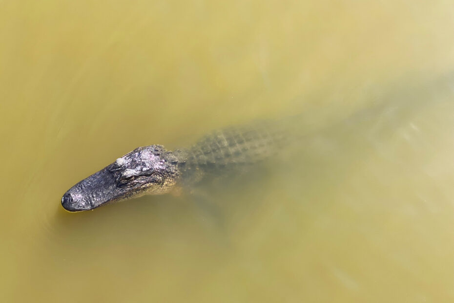 alligator in new orleans swamp