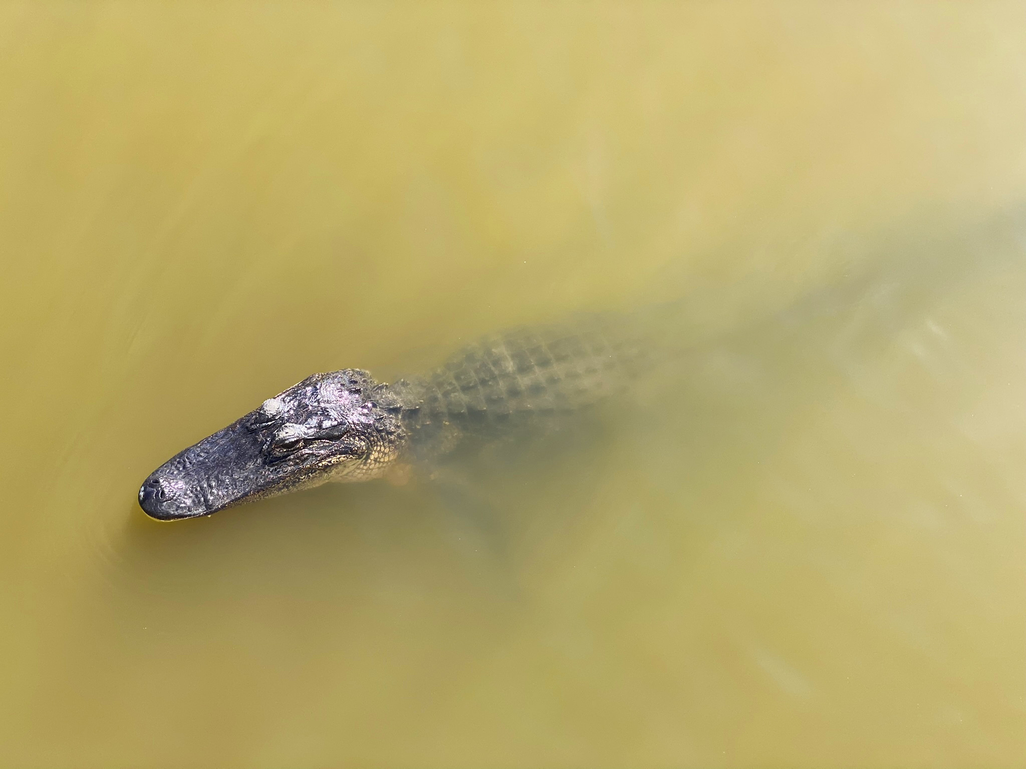 alligator in jean lafitte swamp