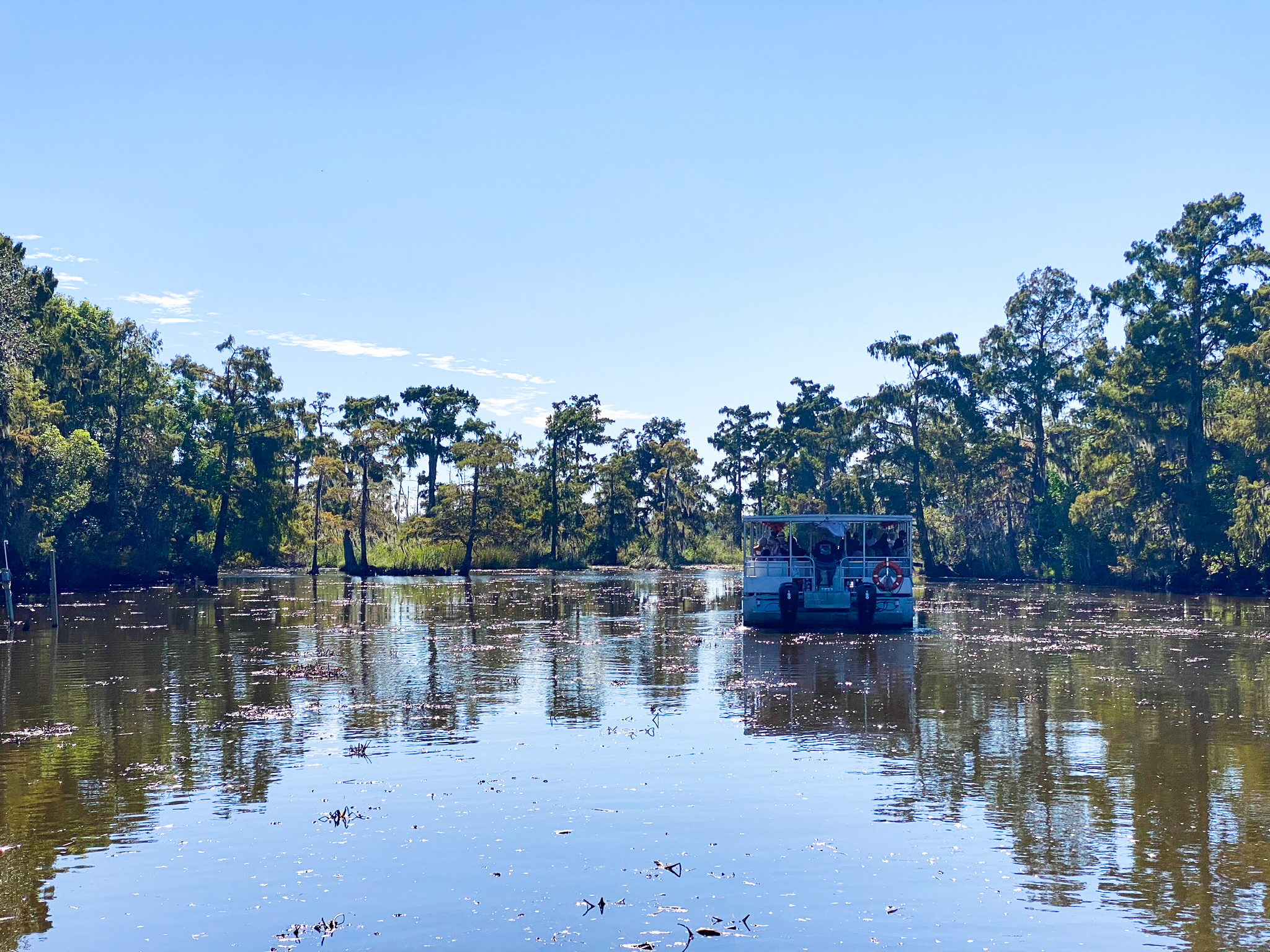 jean lafitte swamp