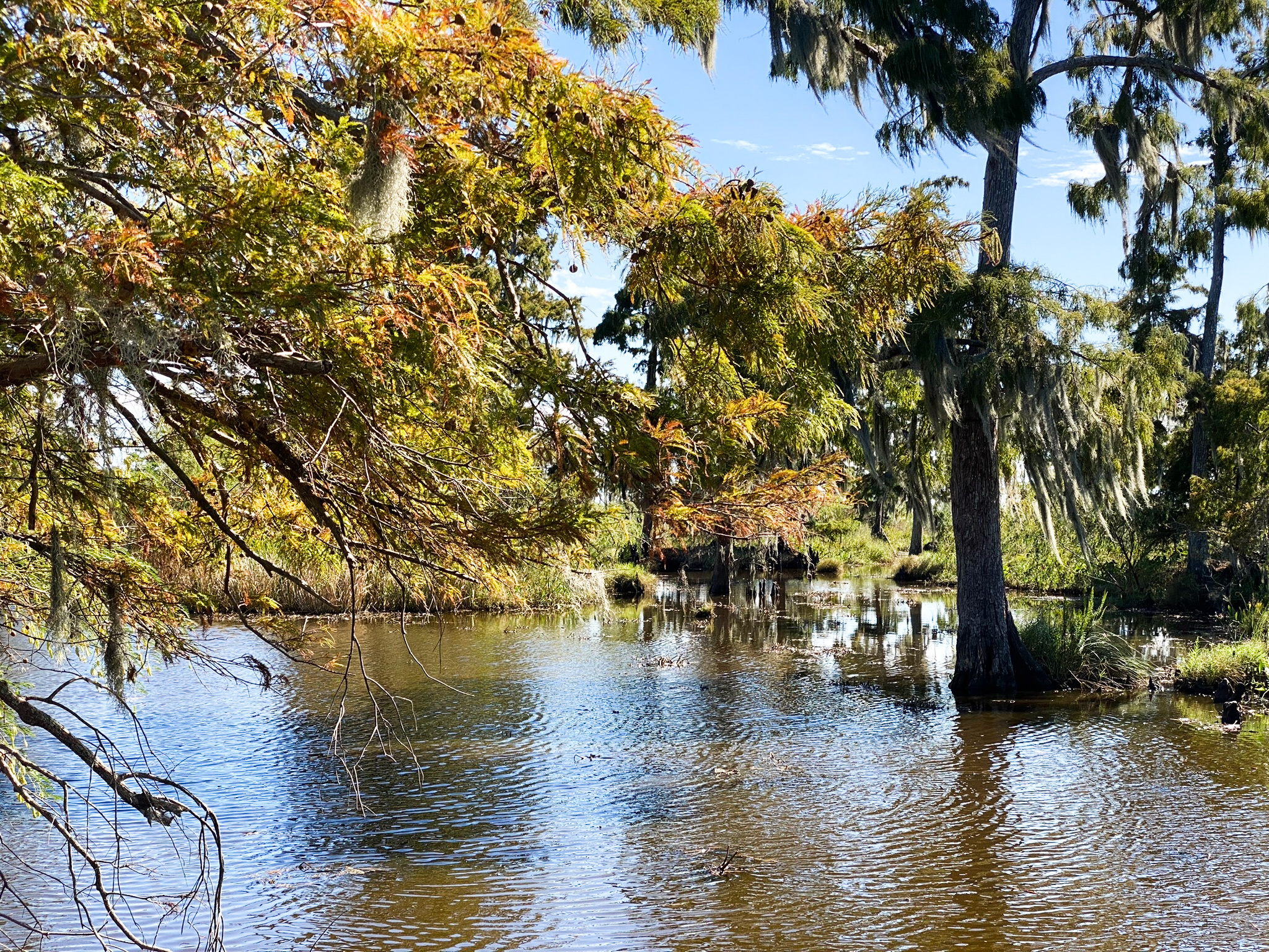 jean lafitte swamp