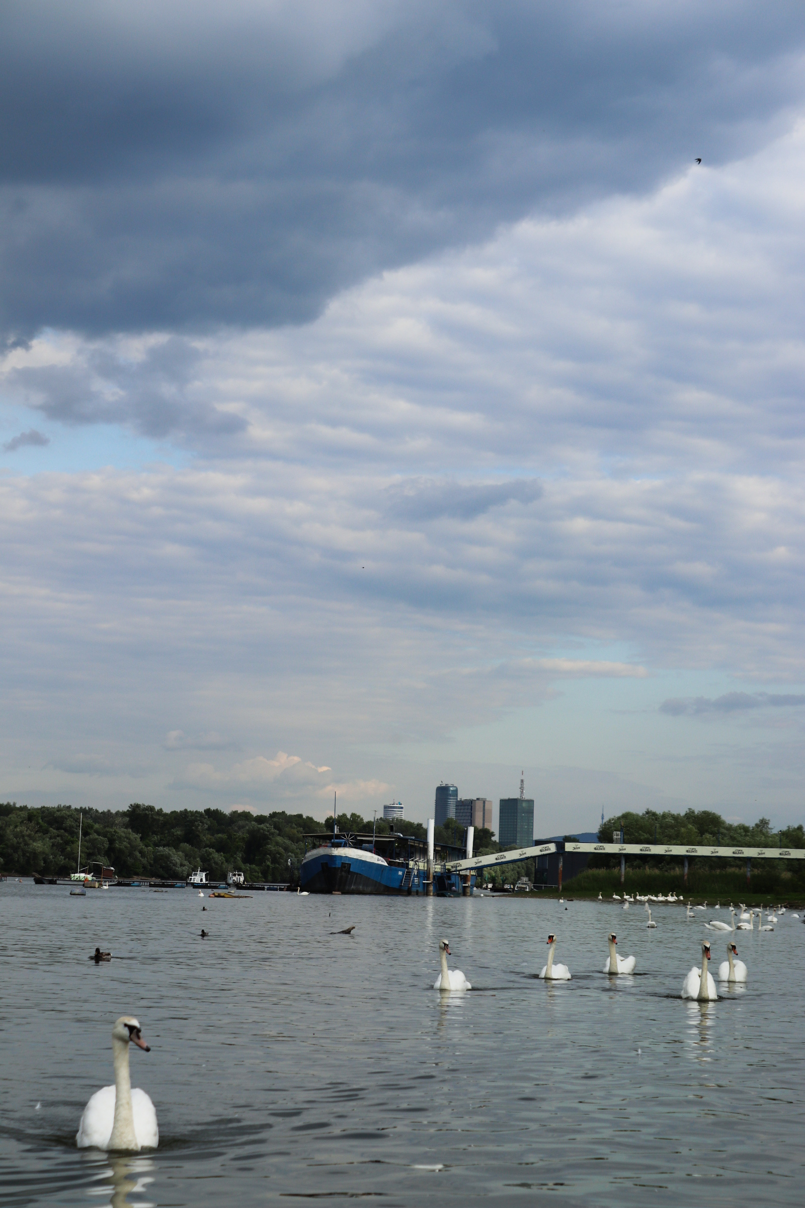 danube from zemun