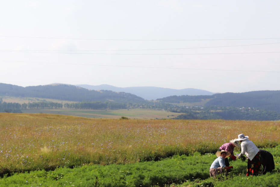 georgian countryside, tsalka