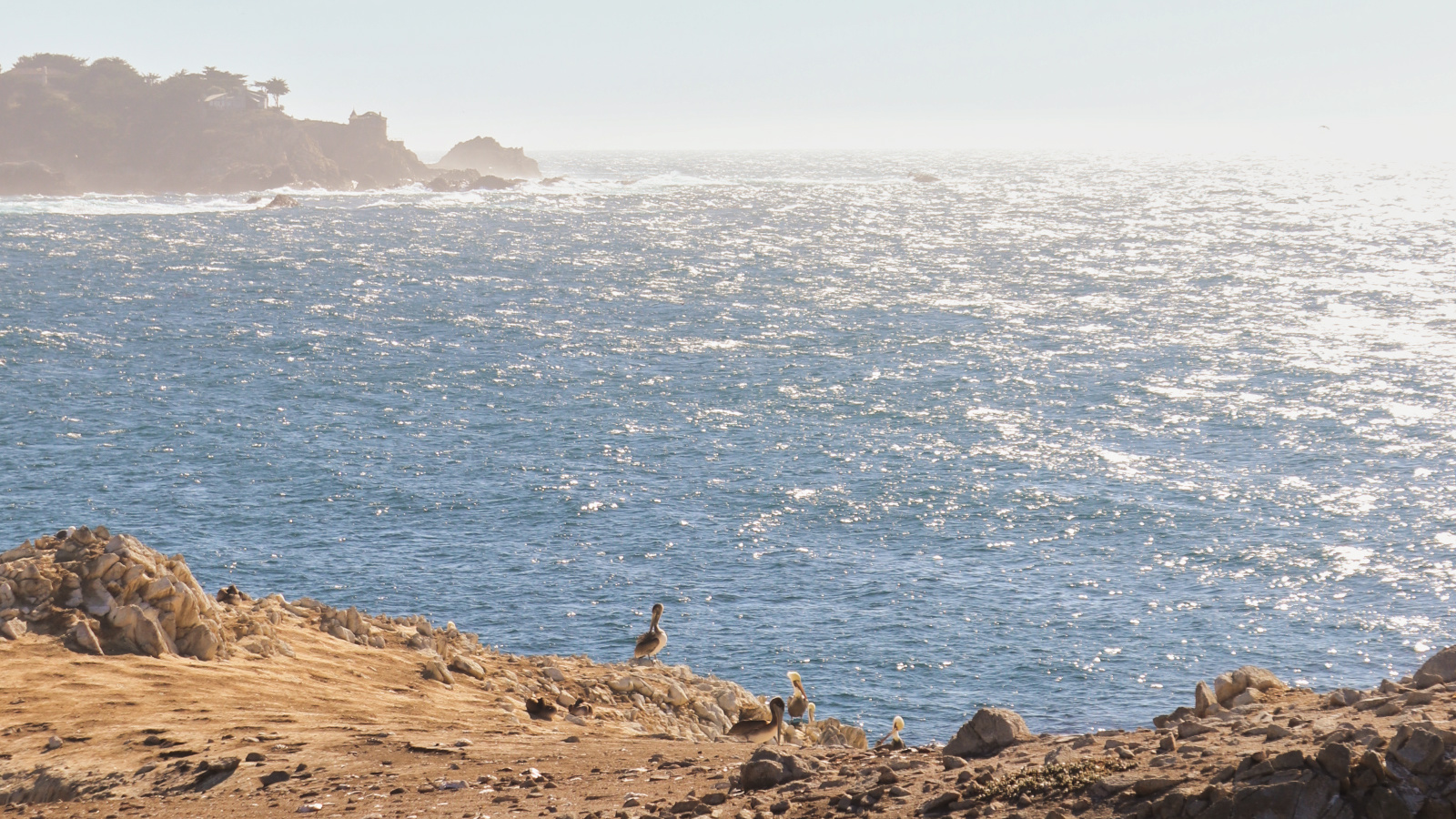 Point Lobos State Natural Reserve, Bird Island