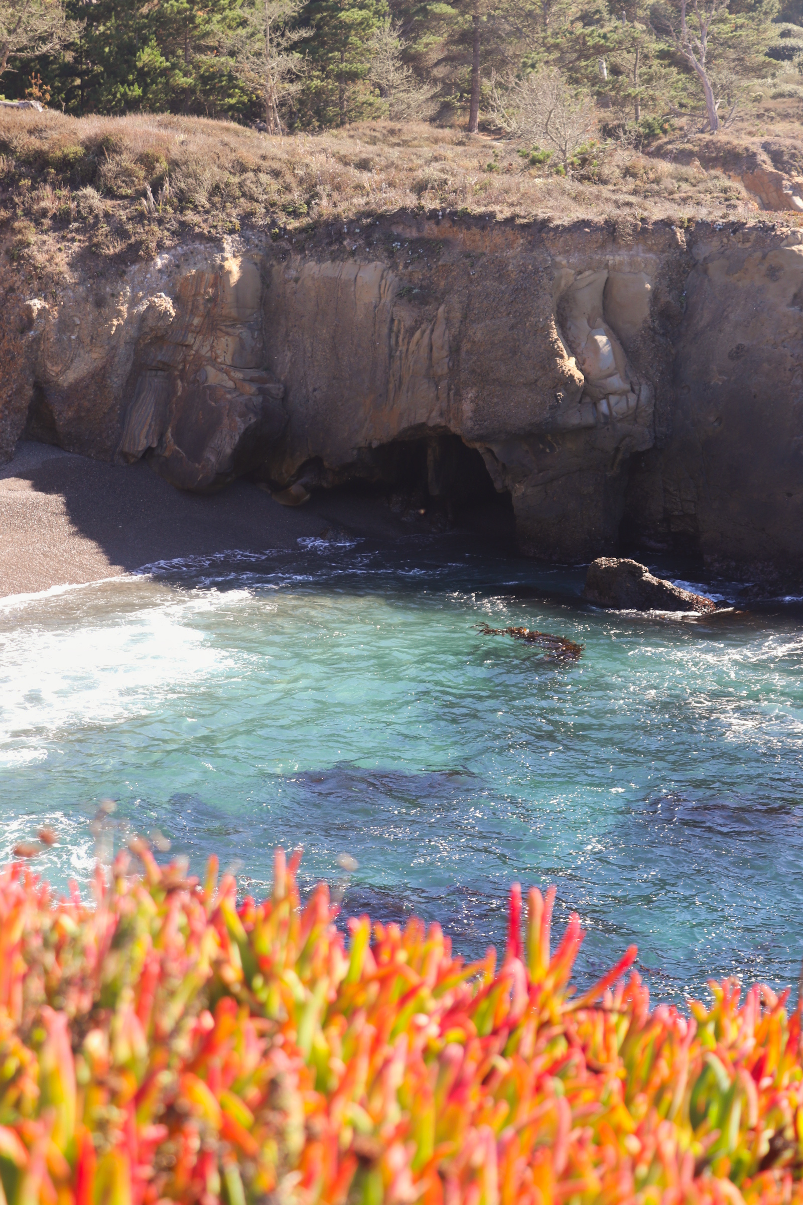 Point Lobos State Natural Reserve, south shore