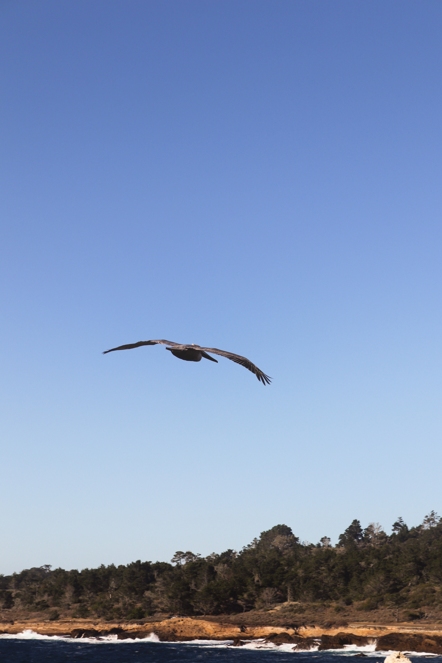 Point Lobos State Natural Reserve, Bird Island