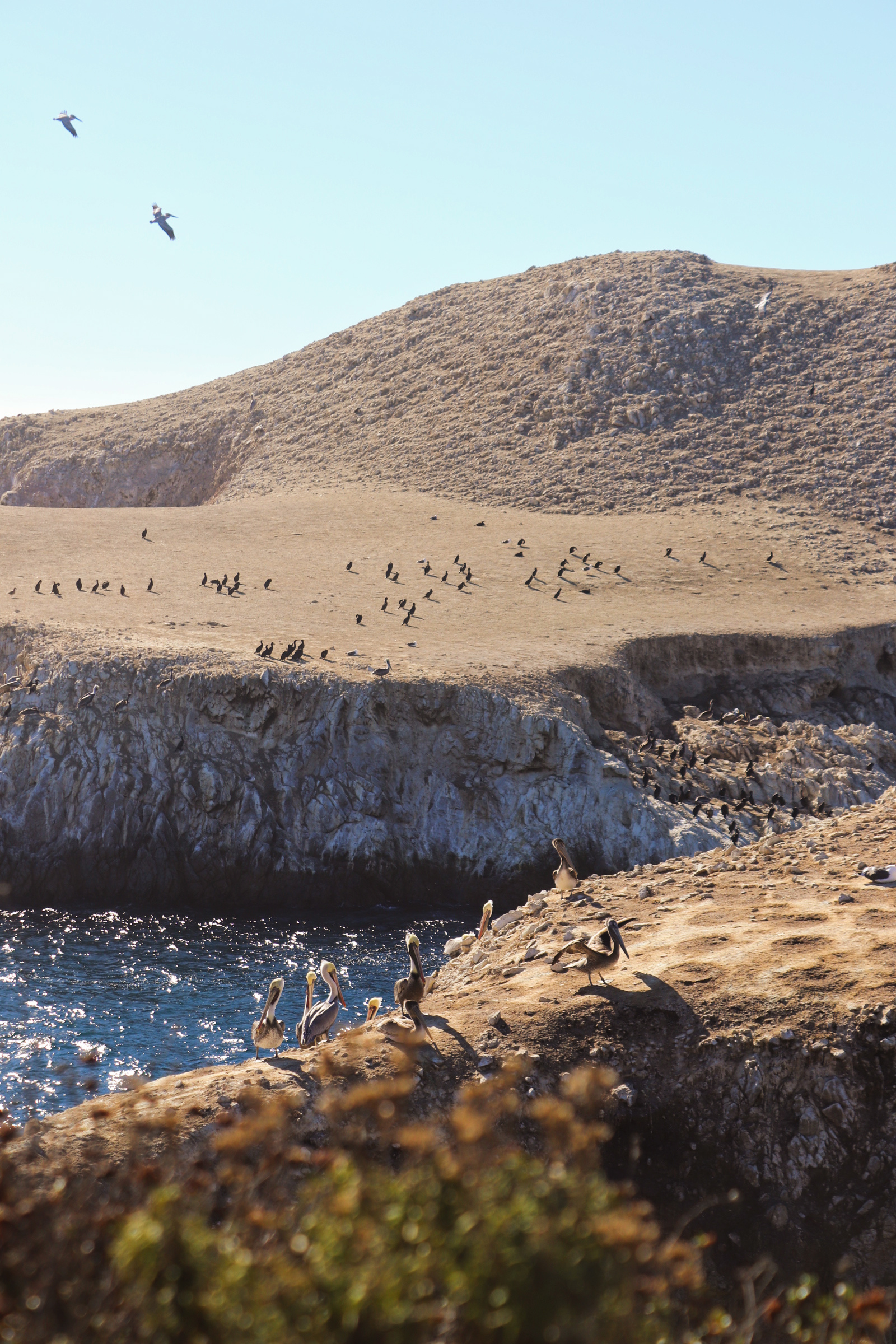 Point Lobos State Natural Reserve, Bird Island