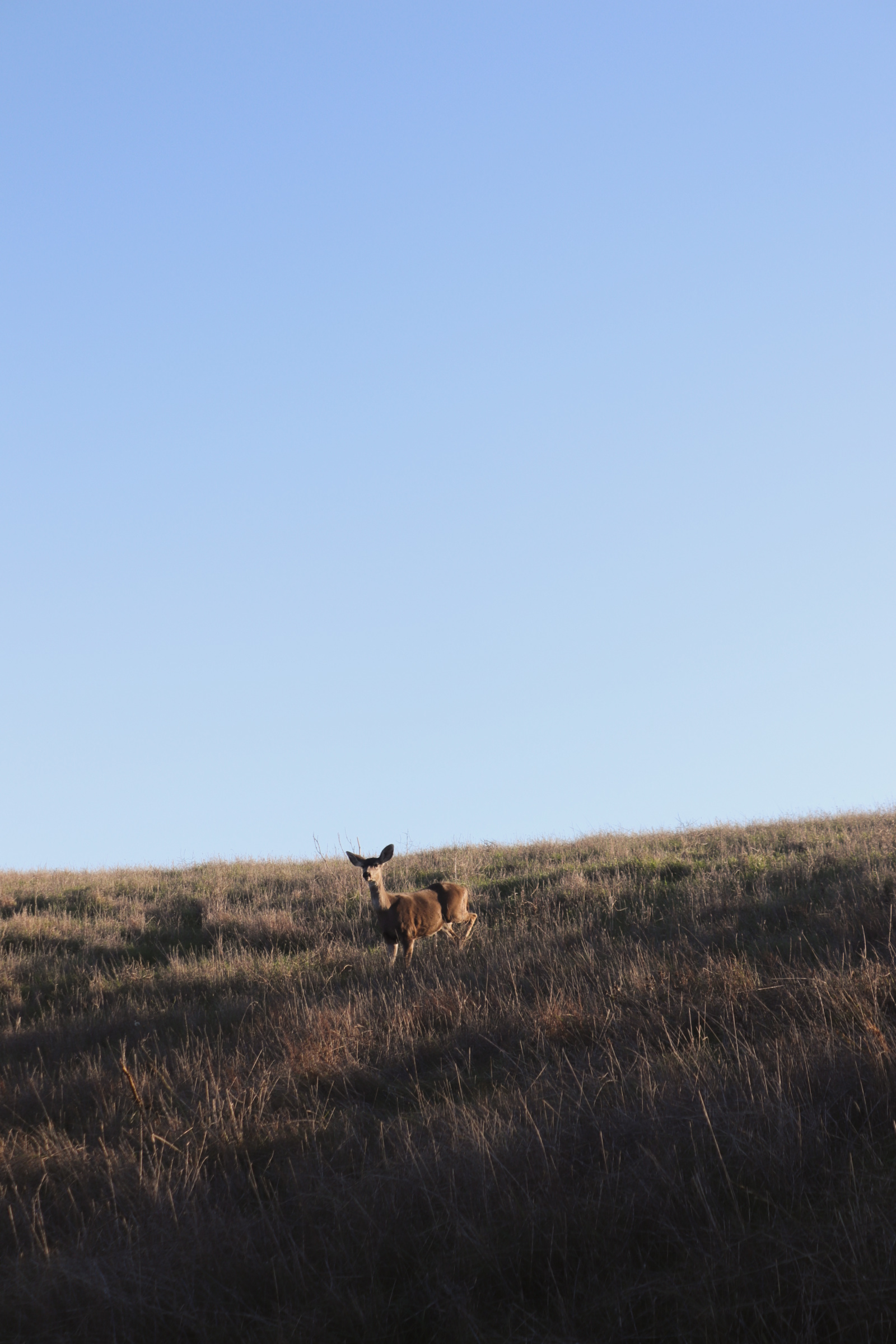 Tule Elk, Point Reyes National Seashore