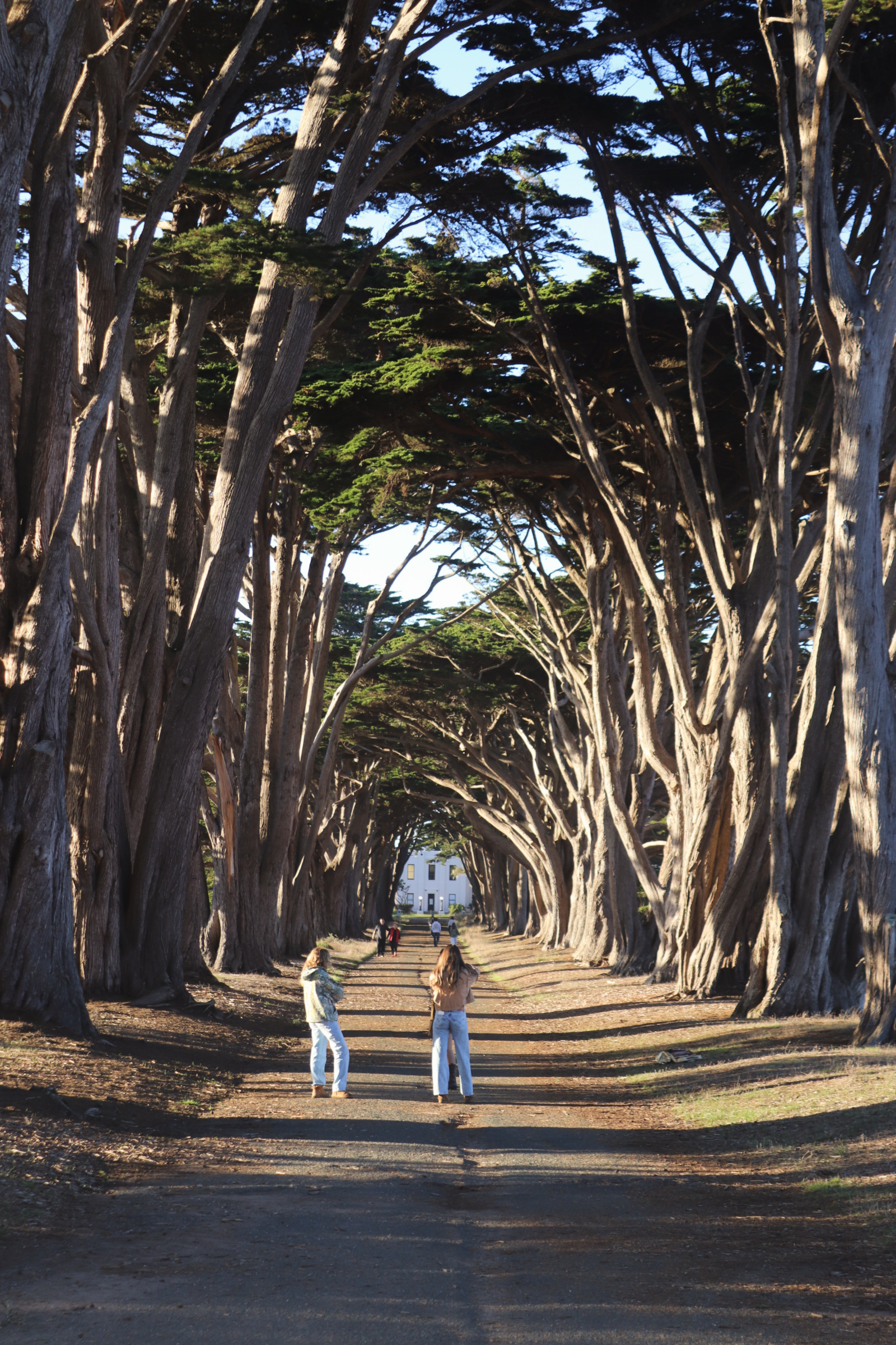 Cypress Tree Tunnel, Point Reyes National Seashore