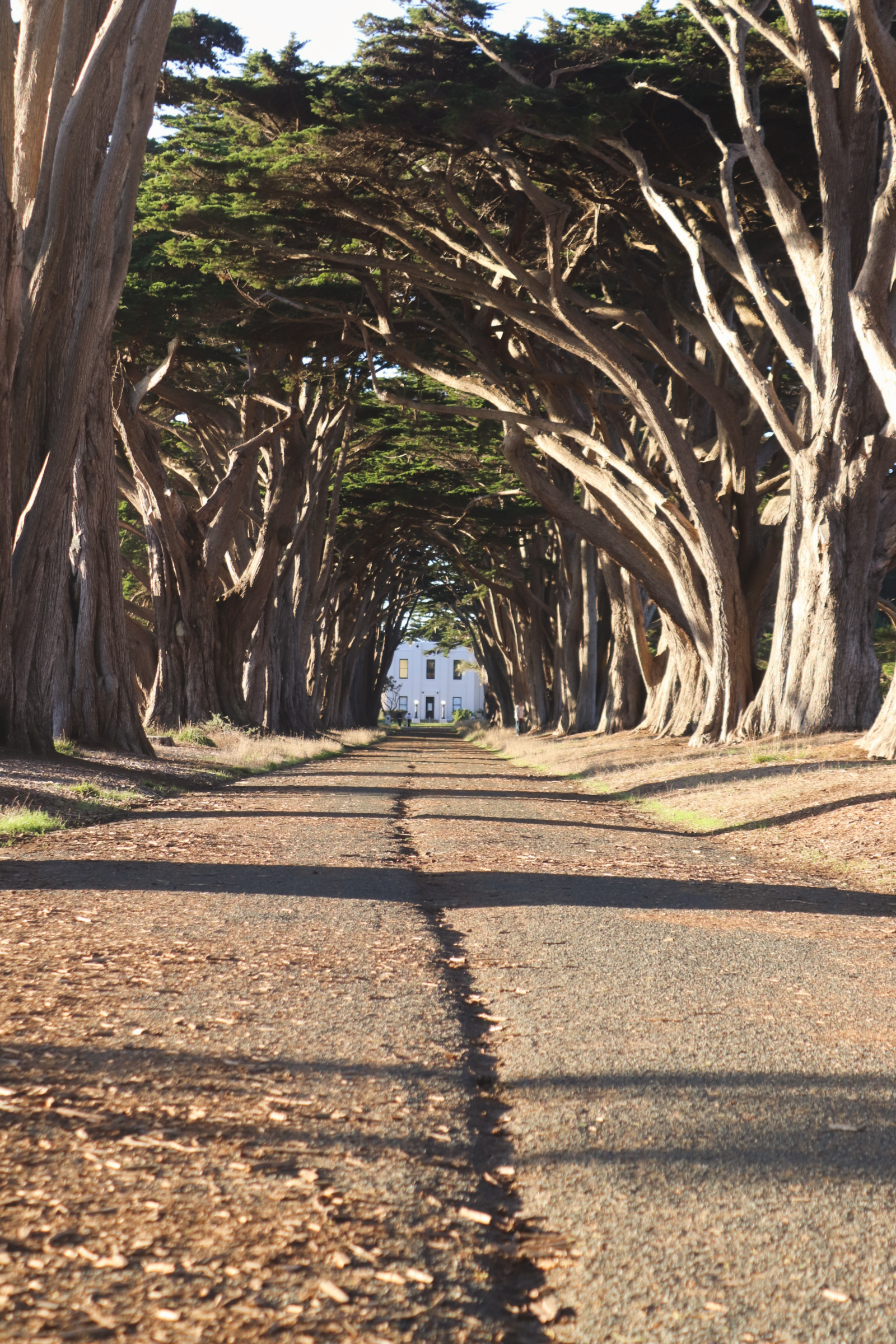 Cypress Tree Tunnel, Point Reyes National Seashore