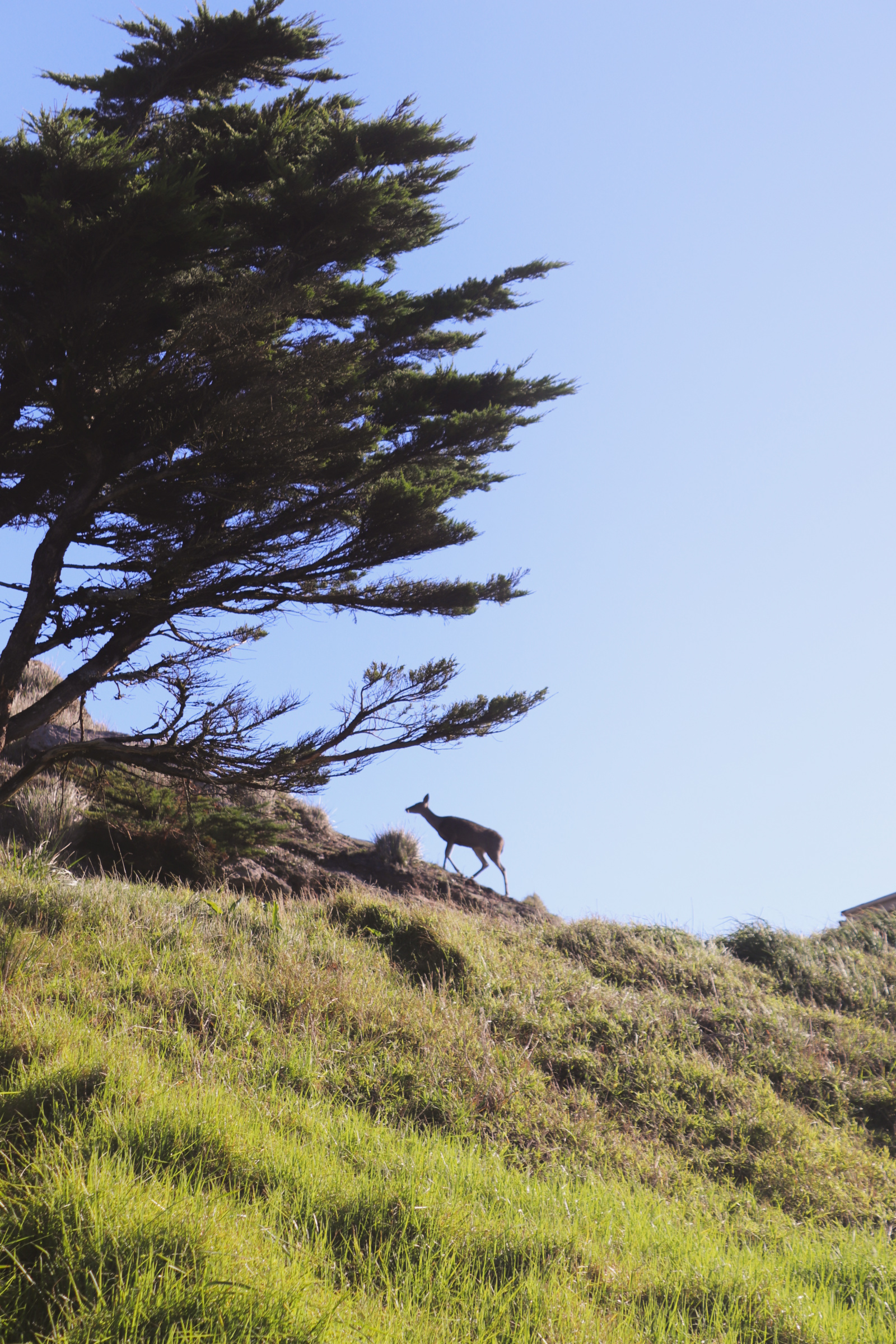 Tule Elk, Point Reyes National Seashore